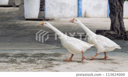 Several white geese walking together in small city. Craned necks. Summer mood, live close to domestic farm animals. Funny couple of friends 113624000