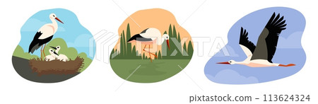 Stork birds in wildlife nesting and flying in the sky, flat vector isolated. Stork birds in wildlife nesting and flying in the sky, flat vector isolated. 113624324