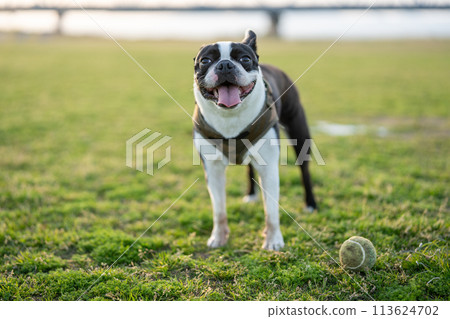Boston Terrier 113624702