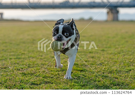 Boston terrier playing with a ball 113624764