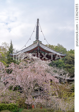 【第8复田所】熊谷寺櫻花與多寶塔【四國88寺院】 113624855