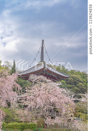 【第8复田所】熊谷寺櫻花與多寶塔【四國88寺院】 【第8复田所】熊谷寺櫻花與多寶塔【四國88寺院】 113624856
