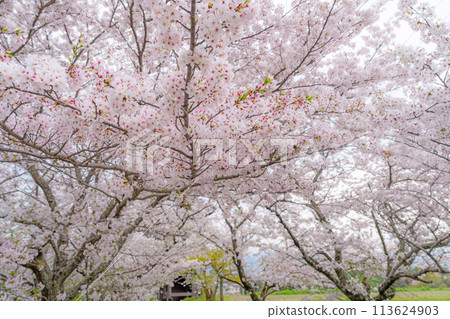 [No.8 Fudasho] 熊谷寺 正門櫻花排 [四國88寺] 113624903