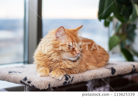 Red fluffy Maine resting at home closeup Red fluffy Maine resting at home closeup 113625339