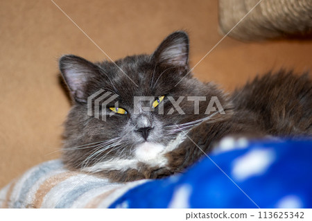 Closeup of a Felidae cat sleeping peacefully with closed eyes and grey fur 113625342