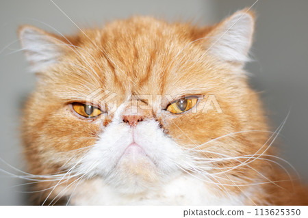 Ginger exotic cat with a catheter on his paw Ginger exotic cat with a catheter on his paw 113625350