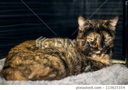Little tricolor cat sleeping in a bed Little tricolor cat sleeping in a bed 113625354