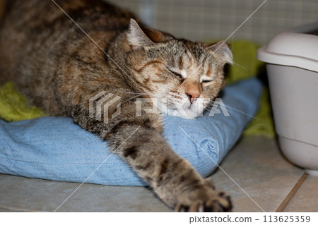 Gray cat resting on a couch closeup Gray cat resting on a couch closeup 113625359