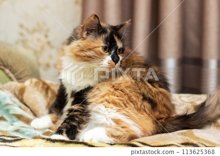 Calico cat lounges on bed, gazing at camera with whiskered snout 113625368