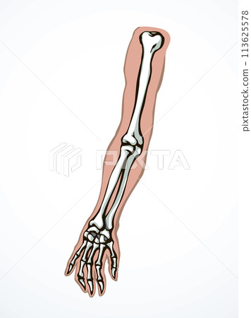 Vector drawing. Bones of the arm and shoulder Vector drawing. Bones of the arm and shoulder 113625578