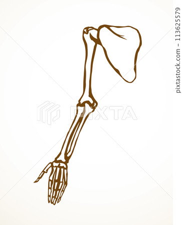 Vector drawing. Bones of the arm and shoulder Vector drawing. Bones of the arm and shoulder 113625579