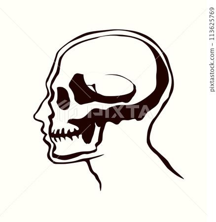 Vector drawing. Skull and neck bones Vector drawing. Skull and neck bones 113625769