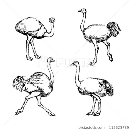 Vector drawing. Ostrich in the steppe Vector drawing. Ostrich in the steppe 113625789