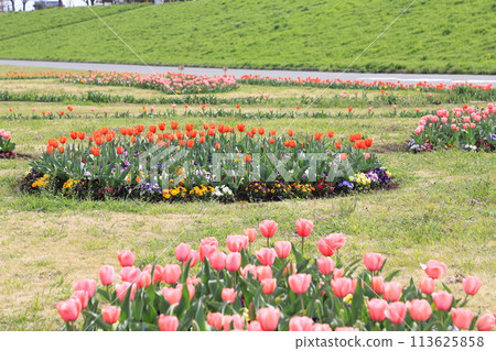Shibamata Park on the banks of the Edogawa River 113625858