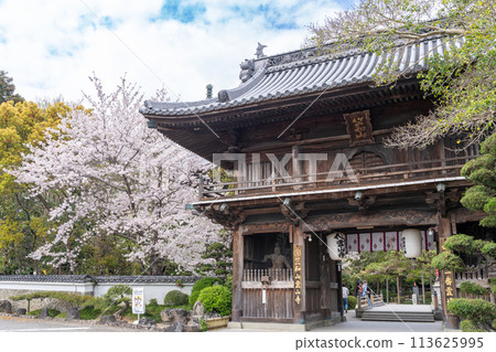 [No. 1 Fudasho] Niomon gate of the sacred mountain temple in which cherry blossoms bloom [Shikoku 88 places] 113625995