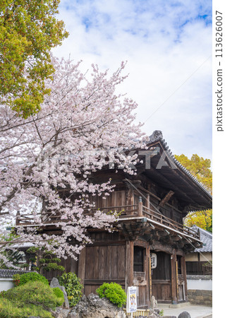 [No.1 Fudasho]櫻花盛開的神山寺廟的Niomon門[四國88處] 113626007