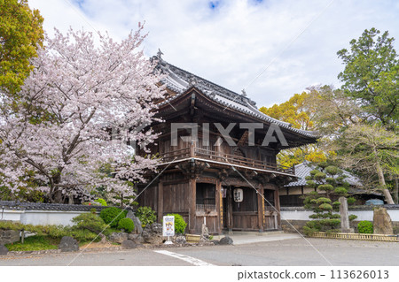 [No. 1 Fudasho] Niomon gate of the sacred mountain temple in which cherry blossoms bloom [Shikoku 88 places] 113626013