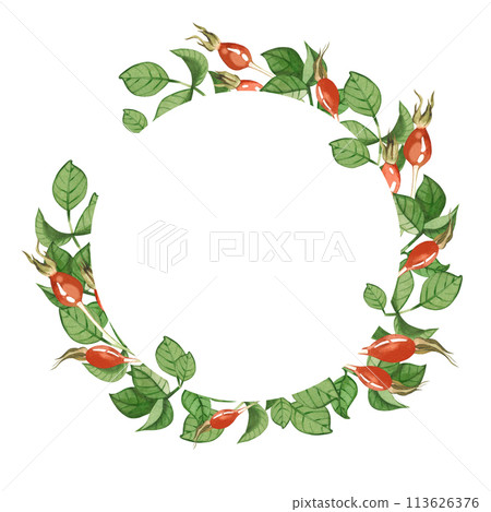 Watercolor illustration. A wreath of green rosehip leaves and red rosehips, all elements painted in watercolor on a white background. Suitable for printing on fabric and paper, textiles, design. Watercolor illustration. A wreath of green rosehip leaves and red rosehips, all elements painted in watercolor on a white background. Suitable for printing on fabric and paper, textiles, design. 113626376