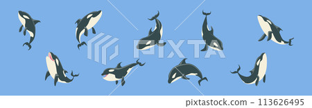 Orca Killer Whale Marine Large Mammal on Blue Background Vector Set 113626495