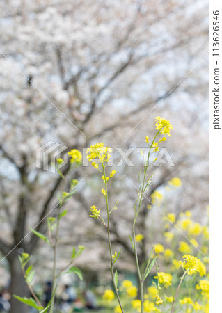 春天的油菜花與櫻花<柏市大濠川> 113626546