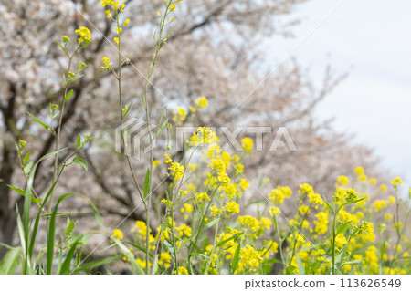 Spring day rape blossoms and cherry blossoms (Ohori River, Kashiwa City) 113626549