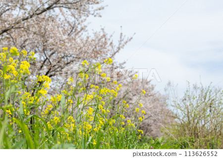 Spring day rape blossoms and cherry blossoms (Ohori River, Kashiwa City) Spring day rape blossoms and cherry blossoms (Ohori River, Kashiwa City) 113626552