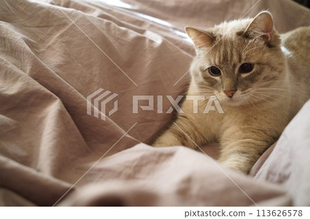 Front view of a cute beautiful Siamese breed cat on a classic brown blanket 113626578