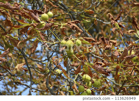 ripening horse chestnut fruits on tree branches in a city park. beauty in nature ripening horse chestnut fruits on tree branches in a city park. beauty in nature 113626949