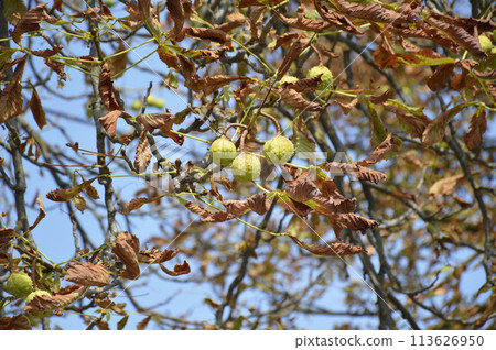 ripening horse chestnut fruits on tree branches in a city park. beauty in nature 113626950