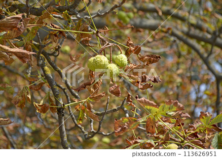 ripening horse chestnut fruits on tree branches in a city park. beauty in nature ripening horse chestnut fruits on tree branches in a city park. beauty in nature 113626951