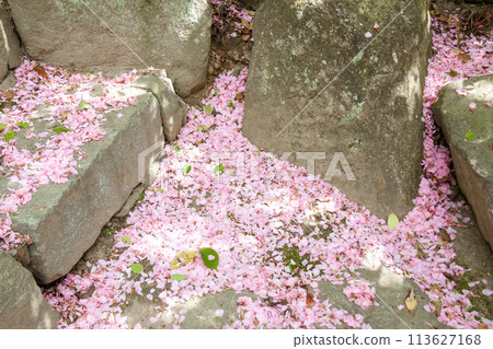 Stone steps covered with cherry blossom petals Stone steps covered with cherry blossom petals 113627168