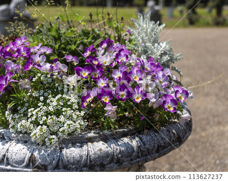 公園裡盛開的中提琴 113627237