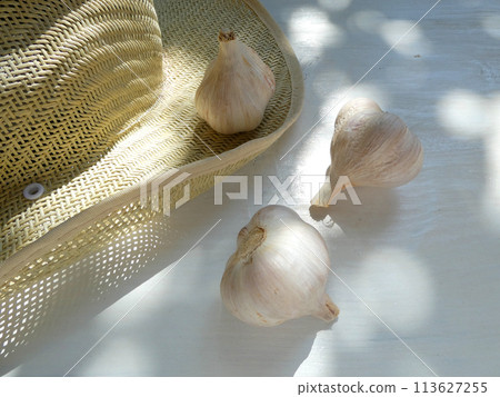 Photo of garlic harvested from a natural home garden 113627255