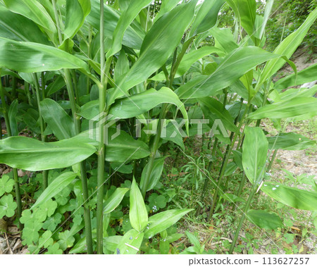 香氣清新!家庭花園姜田照片 香氣清新!家庭花園姜田照片 113627257