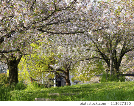 Park bench and cherry blossoms Park bench and cherry blossoms 113627330