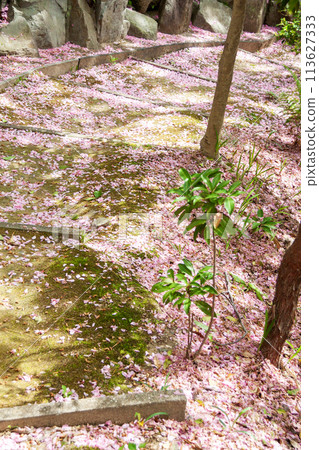 用櫻花花瓣鋪成的石階 用櫻花花瓣鋪成的石階 113627333