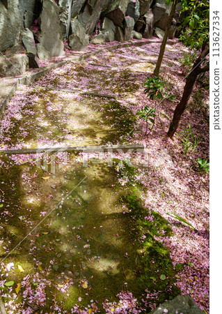 用櫻花花瓣鋪成的石階 用櫻花花瓣鋪成的石階 113627334
