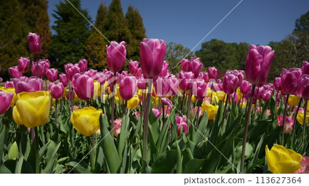 宮崎縣宮崎市的 Florante Miyazaki 花 宮崎縣宮崎市的 Florante Miyazaki 花 113627364