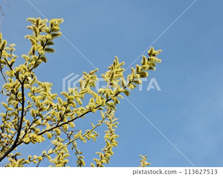 Pussy willow flowers stand out against the blue sky Pussy willow flowers stand out against the blue sky 113627513