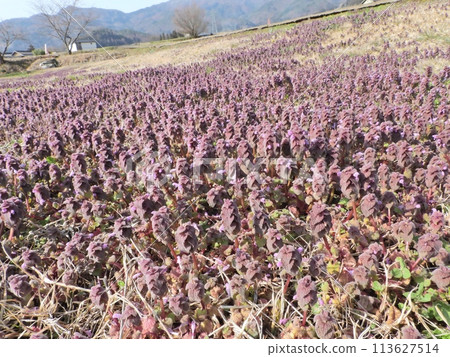 A purple carpet of princess dancing grass A purple carpet of princess dancing grass 113627514