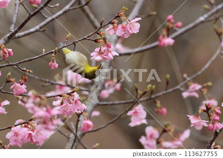A cute little bird, a Japanese white-eye, comes to drink nectar from the Kawazu cherry blossoms 113627755
