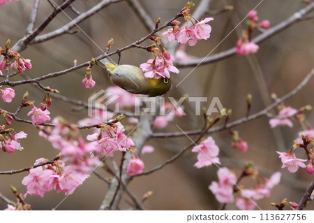 A cute little bird, a Japanese white-eye, comes to drink nectar from the Kawazu cherry blossoms 113627756