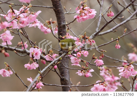 A cute little bird, a Japanese white-eye, comes to drink nectar from the Kawazu cherry blossoms 113627760
