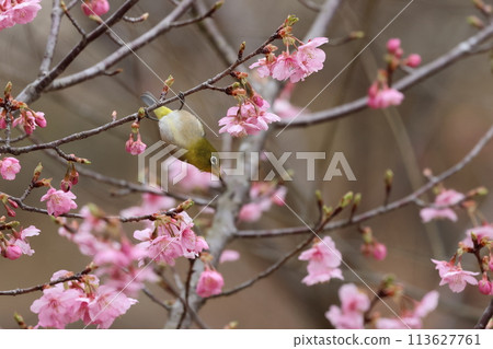 A cute little bird, a Japanese white-eye, comes to drink nectar from the Kawazu cherry blossoms 113627761
