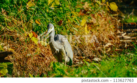 灰鷺 灰鷺 113627763