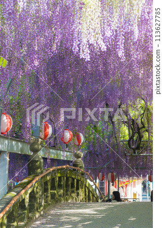 Wisteria of Nakayama (Yanagawa City, Fukuoka Prefecture) Wisteria of Nakayama (Yanagawa City, Fukuoka Prefecture) 113627785
