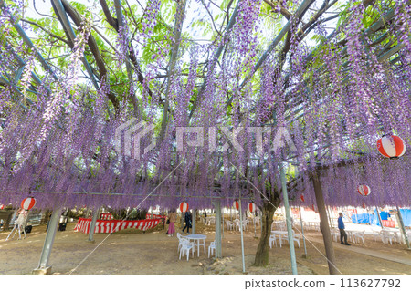 Wisteria of Nakayama (Yanagawa City, Fukuoka Prefecture) 113627792