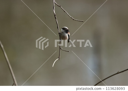 The long-tailed tit is a small bird with a body resembling a roll of cotton and a long tail. The long-tailed tit is a small bird with a body resembling a roll of cotton and a long tail. 113628093
