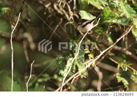長尾山雀，一種體形像卷棉、尾巴很長的小鳥。 113628095