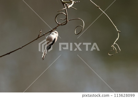 The long-tailed tit is a small bird with a body resembling a roll of cotton and a long tail. 113628099